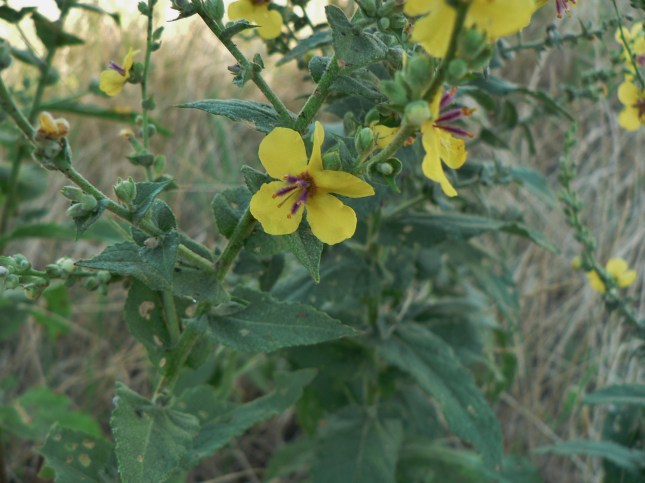 Verbascum sinuatum (2)