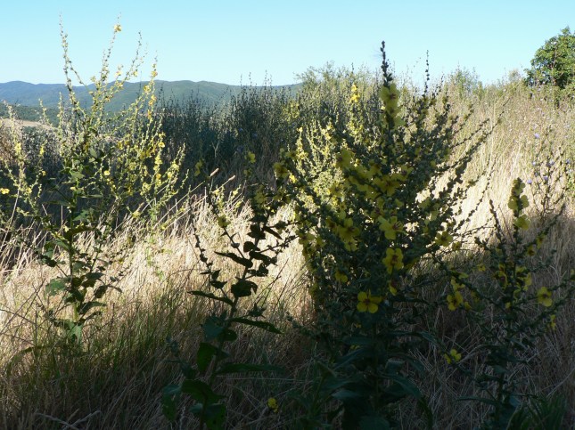 Verbascum sinuatum (3)