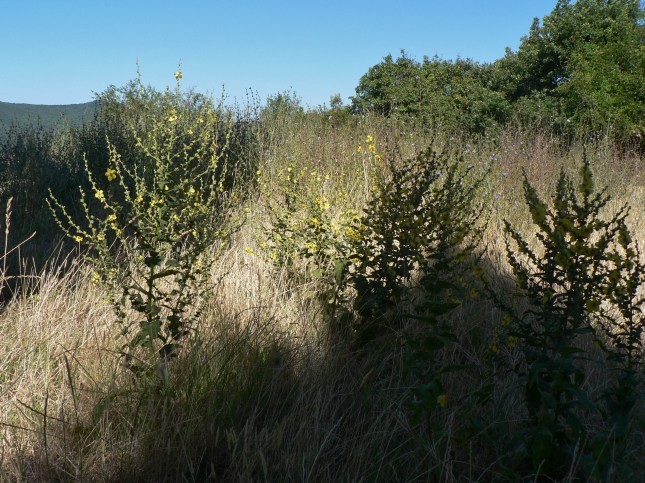 Verbascum sinuatum (4)