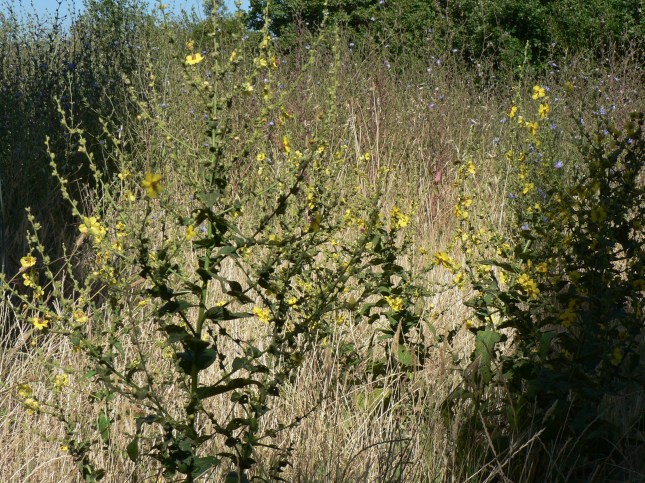 Verbascum sinuatum (5)