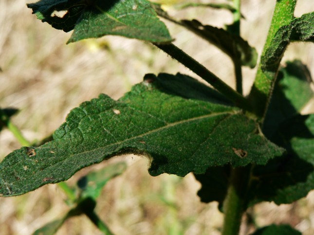 Verbascum sinuatum (6)