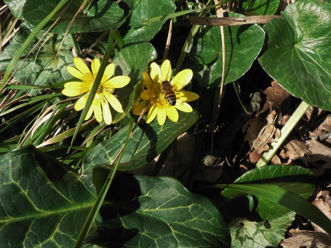 1ranunculus-ficaria-1