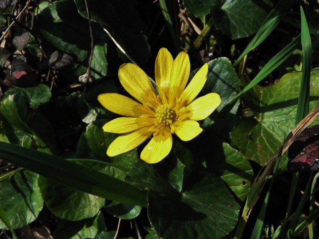 1ranunculus-ficaria-2