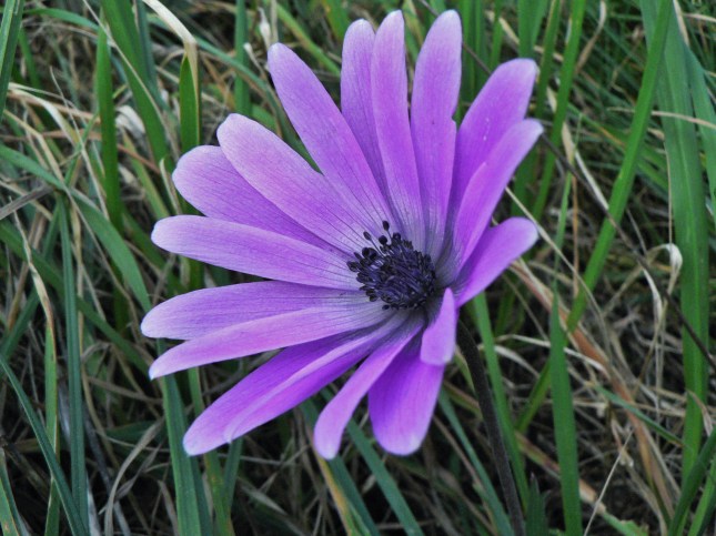 2anemone-hortensis-1