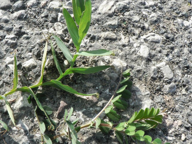 3fabacee-a-confronto-1