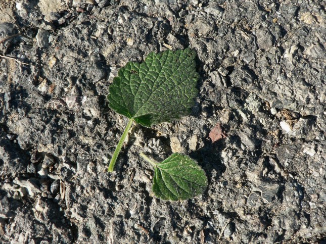 3marrubium-a-confronto-con-clinopodium-napetea-1