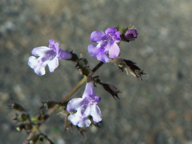 4clinopodium-nepetea-1