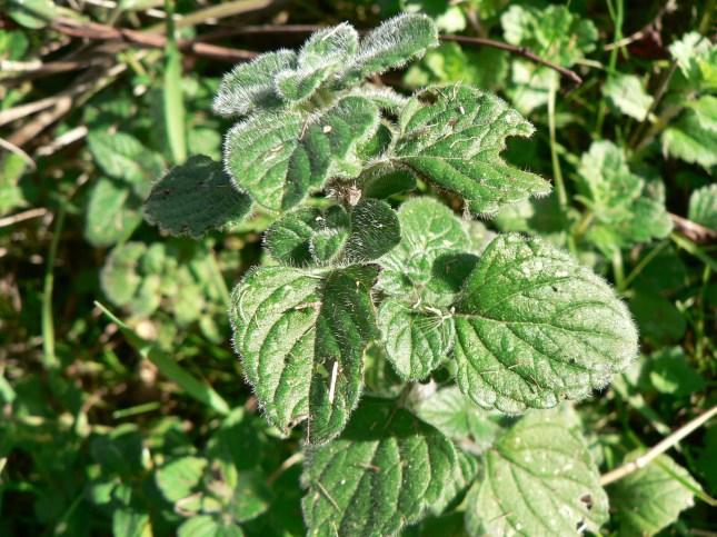 4clinopodium-nepetea-4