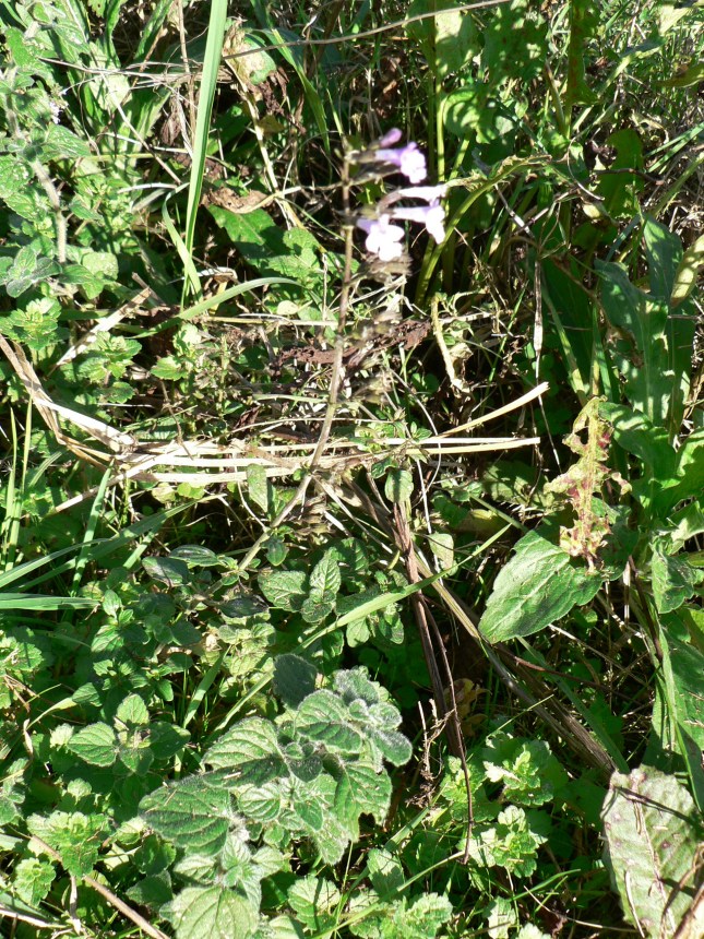 4clinopodium-nepetea-5