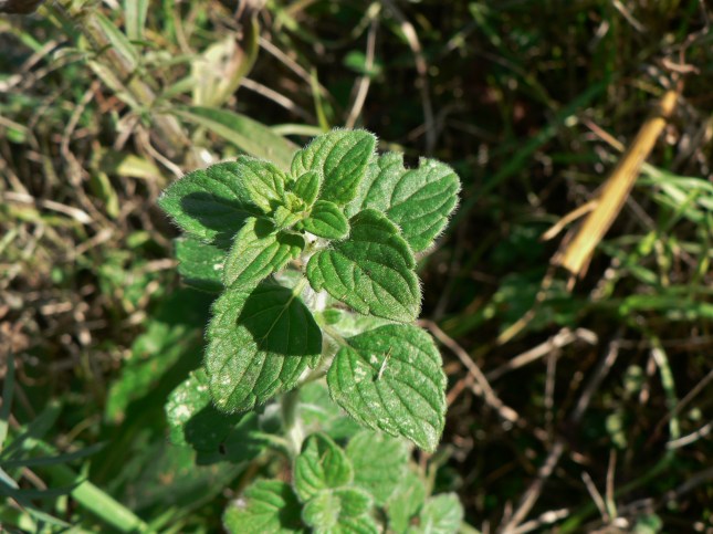 4clinopodium-nepetea-7