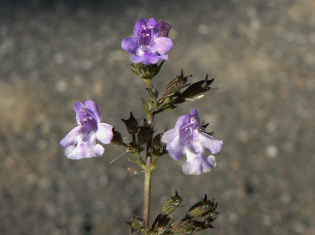 4clinopodium-nepetea-8