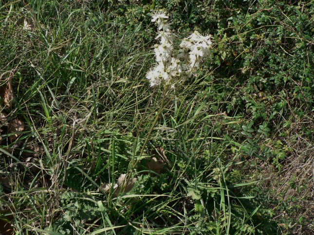 4spirea-ulmaria-4