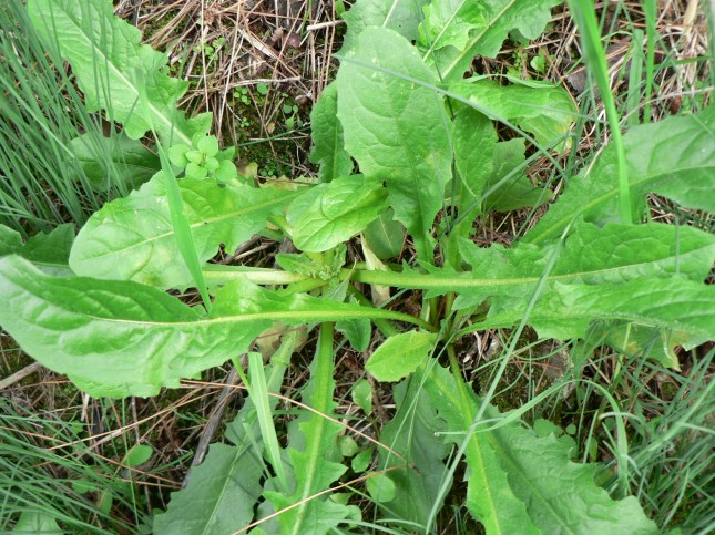 5asteracea-crepide-1