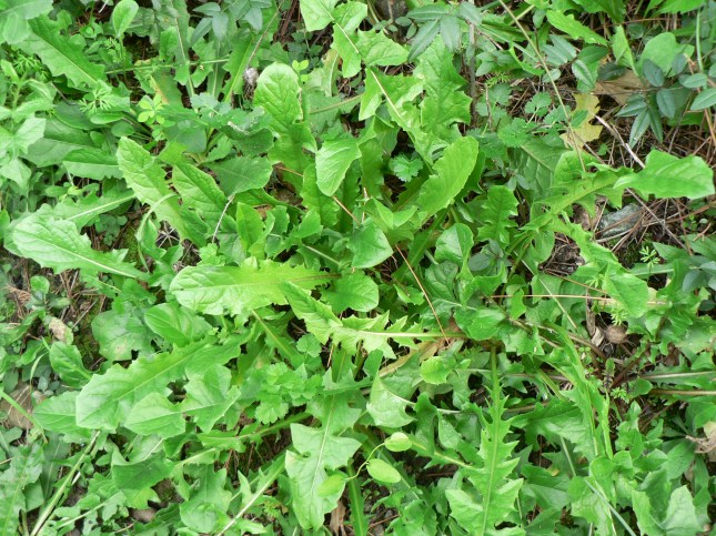 5asteracea-crepide-2