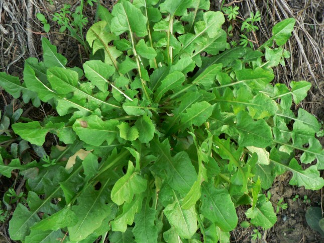 5asteracea-crepide-3