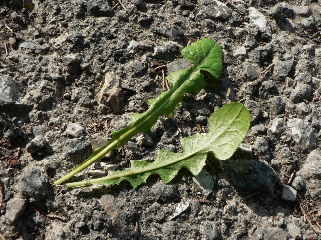 5asteracea-crepide-4