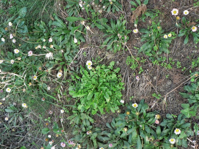 5asteracea-crepide-5