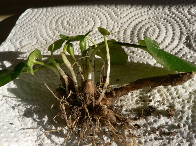 5ranunculus-ficaria-1