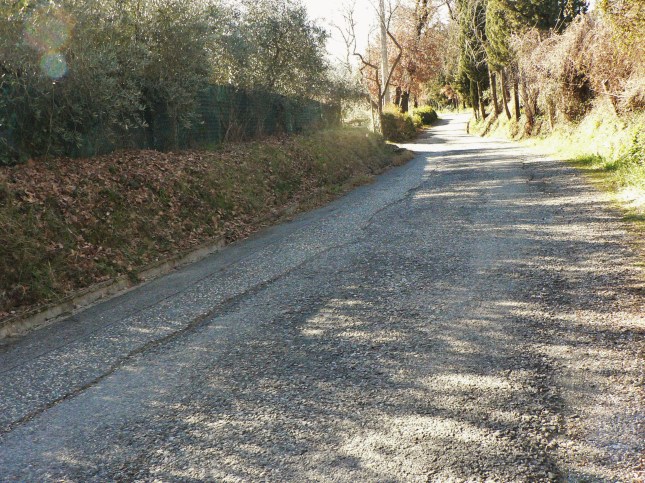 5ranunculus-ficaria-2