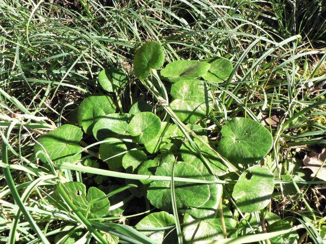 5ranunculus-ficaria-3