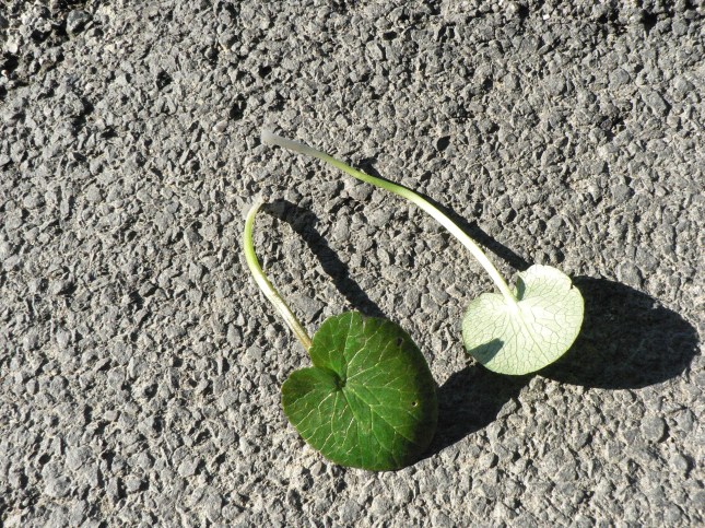 5ranunculus-ficaria-4