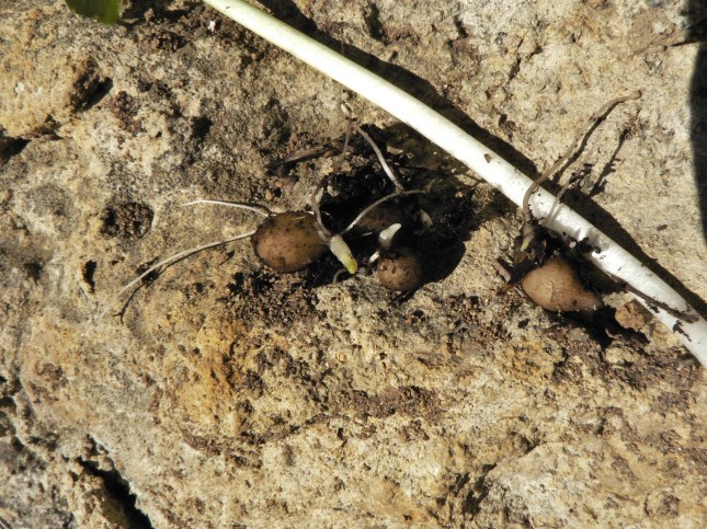 5ranunculus-ficaria-5