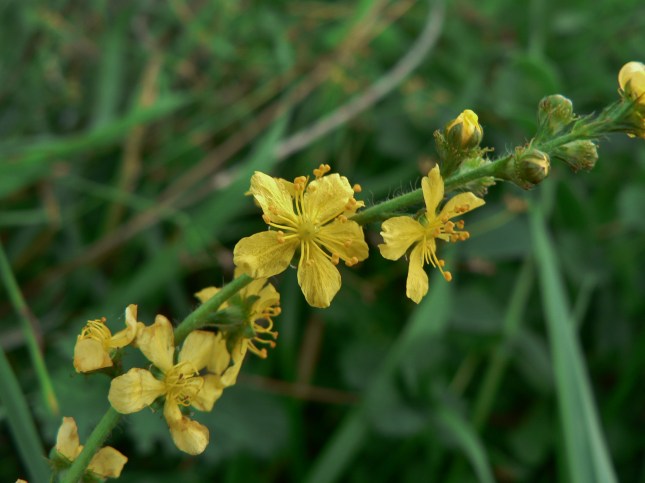 7-rosacea-agrimonia-1