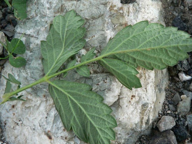 7-rosacea-agrimonia-10