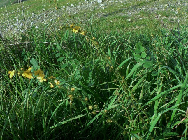 7-rosacea-agrimonia-2