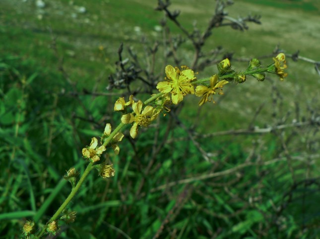 7-rosacea-agrimonia-3