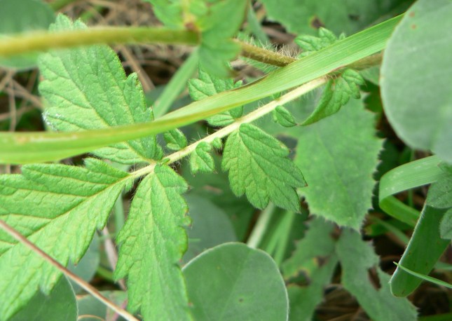 7-rosacea-agrimonia-5