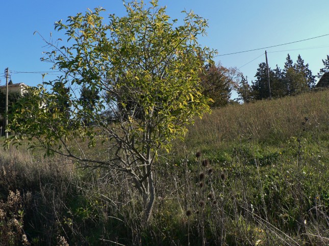 7euoninun-europeus-2