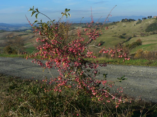 7euoninun-europeus-4