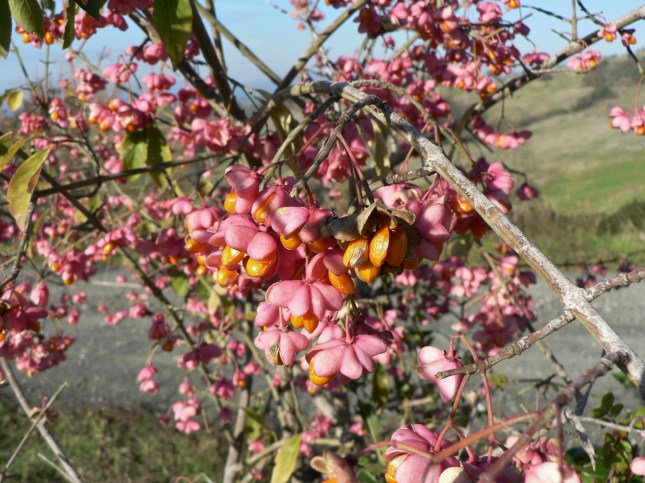 7euoninun-europeus-5