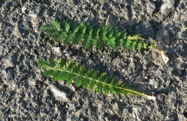 filipendula-exapetala-2