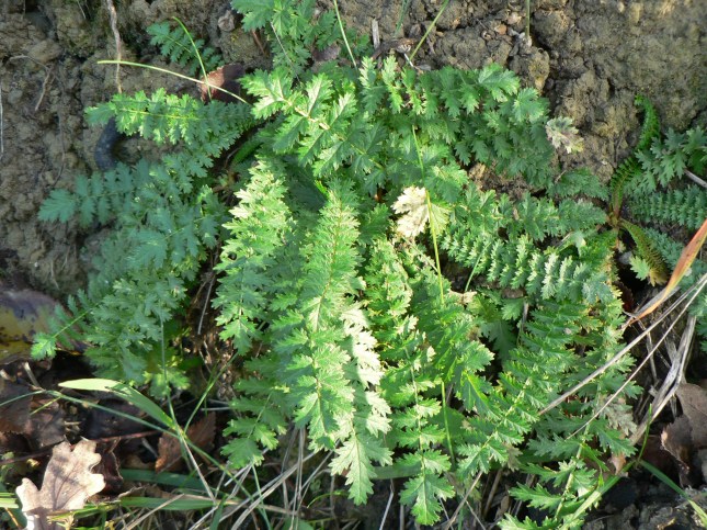 filipendula-exapetala-3