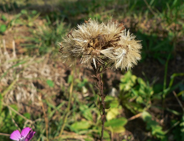 galatella-linosyris-2