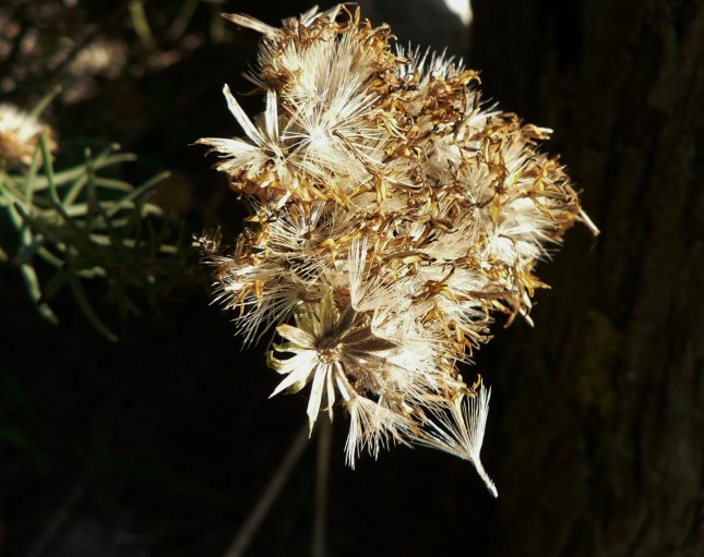 galatella-linosyris-3