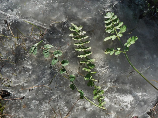 pimpinella-filipendula-asteracea