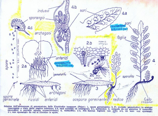 pteridofite_ciclo_rprod0001